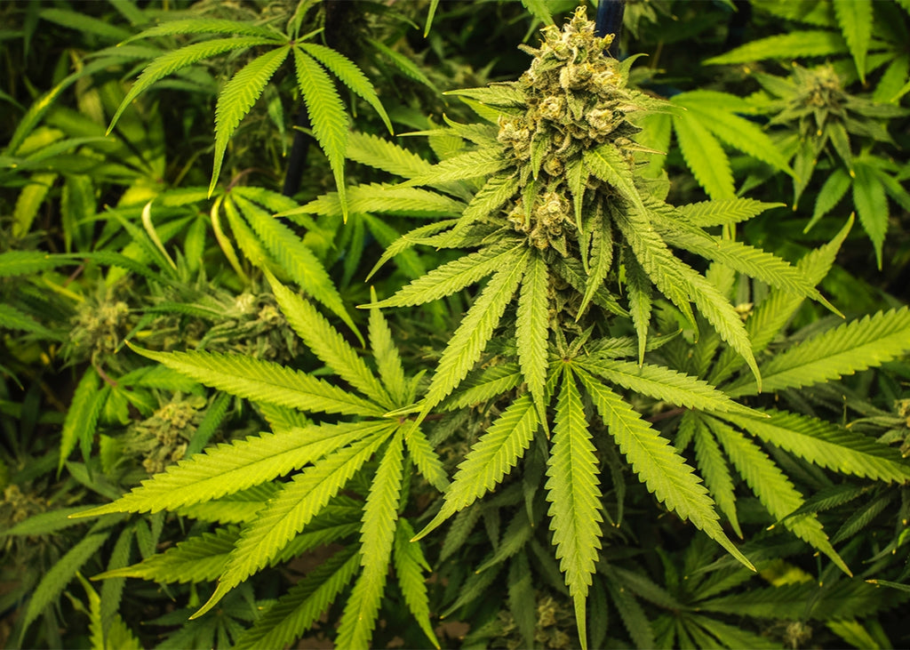 How To Get The Most Out Of Your Weed